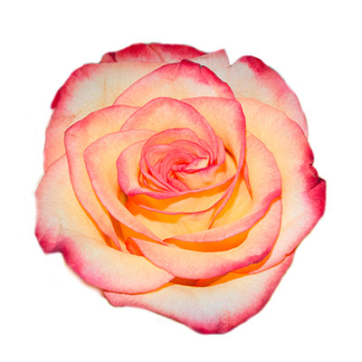 Rosas Bicolor