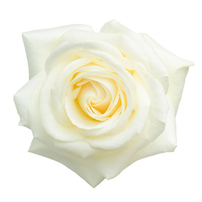 Rosas Blancas y Crema