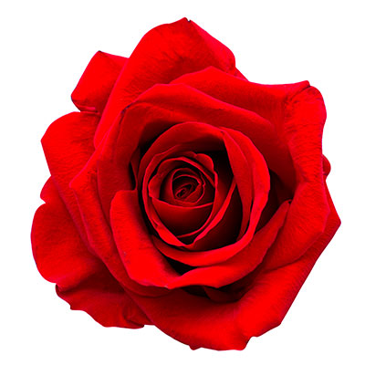 Rosas Rojas