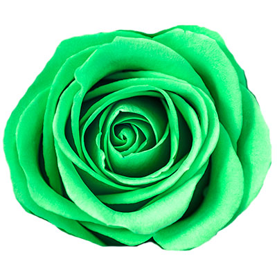 Rosas Verdes